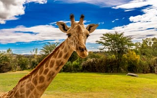 Картинка clouds, long neck, animals, giraffes, sky, nature, trees