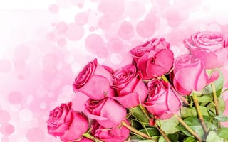 Картинка цветы, розовый фон, розовые розы, букет