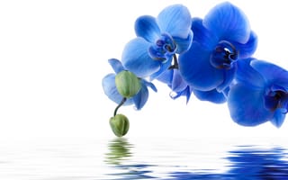 Картинка цветы, отражение, синяя орхидея, вода