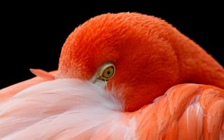 Обои голова, перья, фламинго, птица