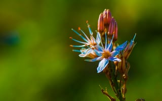 Картинка зелень, макро, весна, природа, сад, цветы