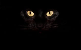 Картинка Кот, Глаза, Усы, Взгляд, Кошка, Чёрный