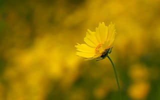 Картинка стебель, боке, Желтый цветок, Yellow flower, bokeh, stalk