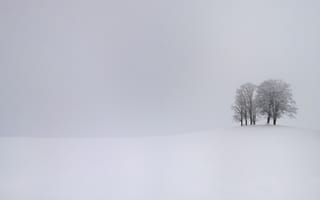 Картинка snow, winter, trees, буря, storm, снег, зима, cold, деревья, холодные