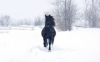 Картинка снег, деревья, лошадь, snowing, trees, конь вороной, wood fence, horse