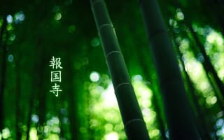 Картинка лес, green colour, иероглифы, бамбук, by burningmonk, 1920x1200