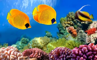 Картинка тропические, reef, ocean, coral, fishes, рыбы, underrwater, tropical, подводный мир