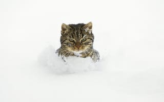 Картинка сугробы, кот, снег