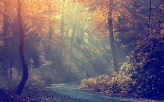 Обои утро, осень, лес, деревья, дорога, туман