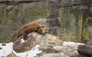 Картинка снег, скалы, rock, медведь, snow, Laziness, bear, лень