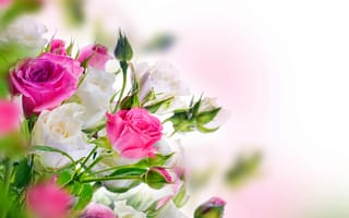 Картинка flowers, beautiful, розы, white, blossom, pink, бутоны, roses