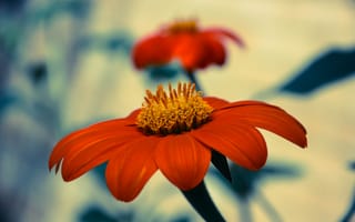 Картинка лето, цветы, Титония, красный