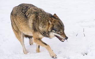 Картинка снег, волк, Tambako The Jaguar, оскал