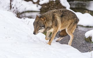 Картинка снег, волк, бежит, Tambako The Jaguar