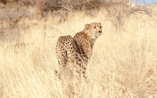 Обои гепард, взгляд, cheetah, трава, хищник