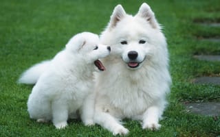 Картинка собаки, пушистые, детёныш, белые, щенок, газон, трава, мать