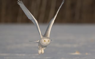 Картинка крылья, полёт, взмах, полярная сова