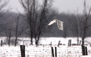 Картинка снег, деревья, забор, полярная сова, fence, летающие, wood, flying