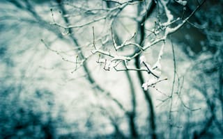 Картинка дерево, весна, ветка, природа, почки, снег
