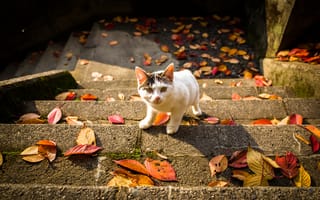 Обои кошка, осенние, лестница, листья, взгляд