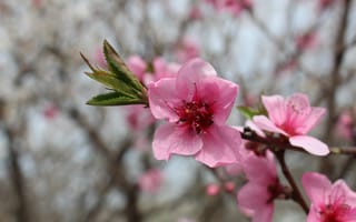 Картинка деревья, веточка, розовые цветы, персики, листочки, весна