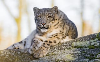 Картинка кошка, отдых, ирбис, снежный барс, мох, Tambako The Jaguar, камень