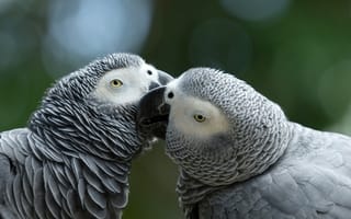 Картинка любовь, поцелуй, пара, попугаи