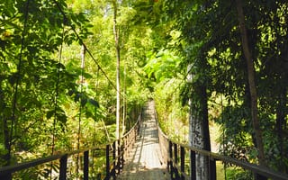 Картинка лес, деревья, мост, висячий мост, зеленый