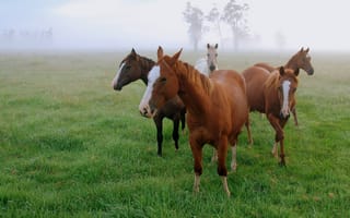 Обои лошади, поле, туман, трава, утро