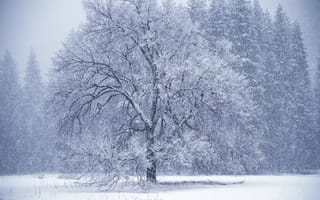 Картинка зима, метель, дерево
