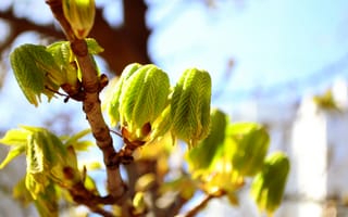 Картинка зелень, листья, деревья, природа, каштаны, тепло, весна, солнце