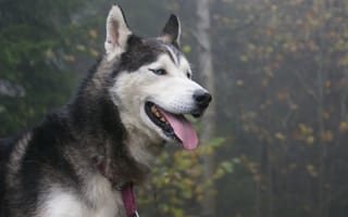 Картинка сибирская хаски, язык, пес