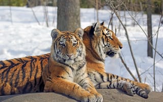 Картинка снег, деревья, snow, ветки, тигр, rock, trees, рок