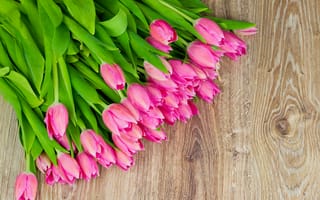 Картинка цветы, тюльпаны, spring, fresh, tulips, flowers, pink