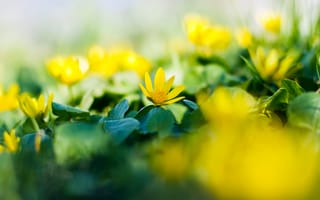 Картинка flower, yellow, flowers, garden, spring
