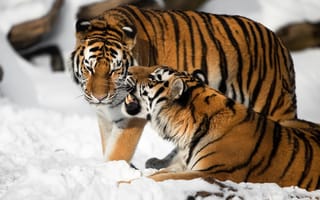 Обои кошка, клыки, пара, тигр, амурский, снег
