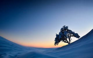 Обои дерево, снег, склон