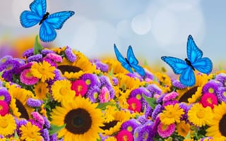 Картинка весна, подсолнухи, бабочки, beautiful, colorful, butterfly, астры, боке