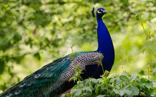 Картинка природа, павлин, прогулка, кусты