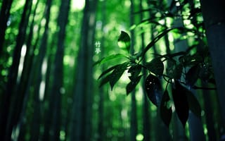 Картинка лес, green colour, бамбук, иероглифы