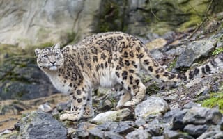 Картинка кошка, взгляд, камни, Tambako The Jaguar, ирбис, снежный барс