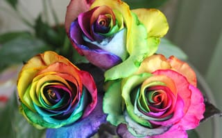 Картинка цветы, настроение, радуга, день, розы, зеленое
