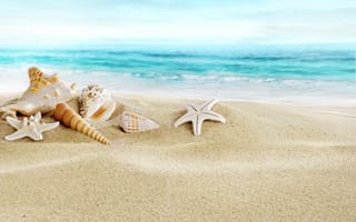 Обои море, пляж, seashells, ракушки, песок, beach, sand