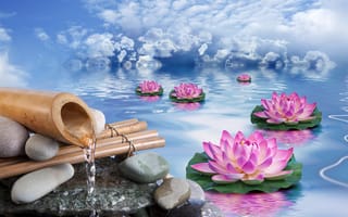 Картинка цветы, камни, бамбук, вода, небо, лотосы, облака