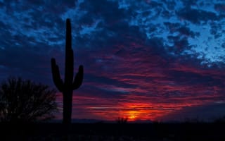 Картинка Arizona, небо, Tucson, ночь, кактус