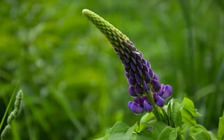 Картинка фиолетовый, лето, цветы, люпины, колосья