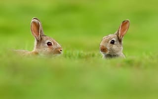Картинка двое, уши, трава, зелень, животные, природа, размытость, зайцы