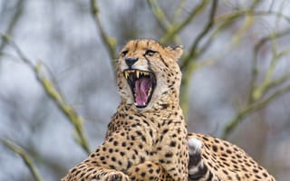 Картинка кошка, отдых, зевает, гепард, пасть, Tambako The Jaguar, клыки