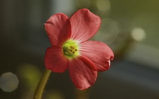 Картинка цветы, весна, кислица, розовые, оксалис, алые