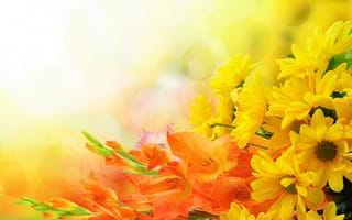 Картинка цветы, букет, гладиолус, flowers, bouquet, хризантемы, gladioli, chrysanthemums